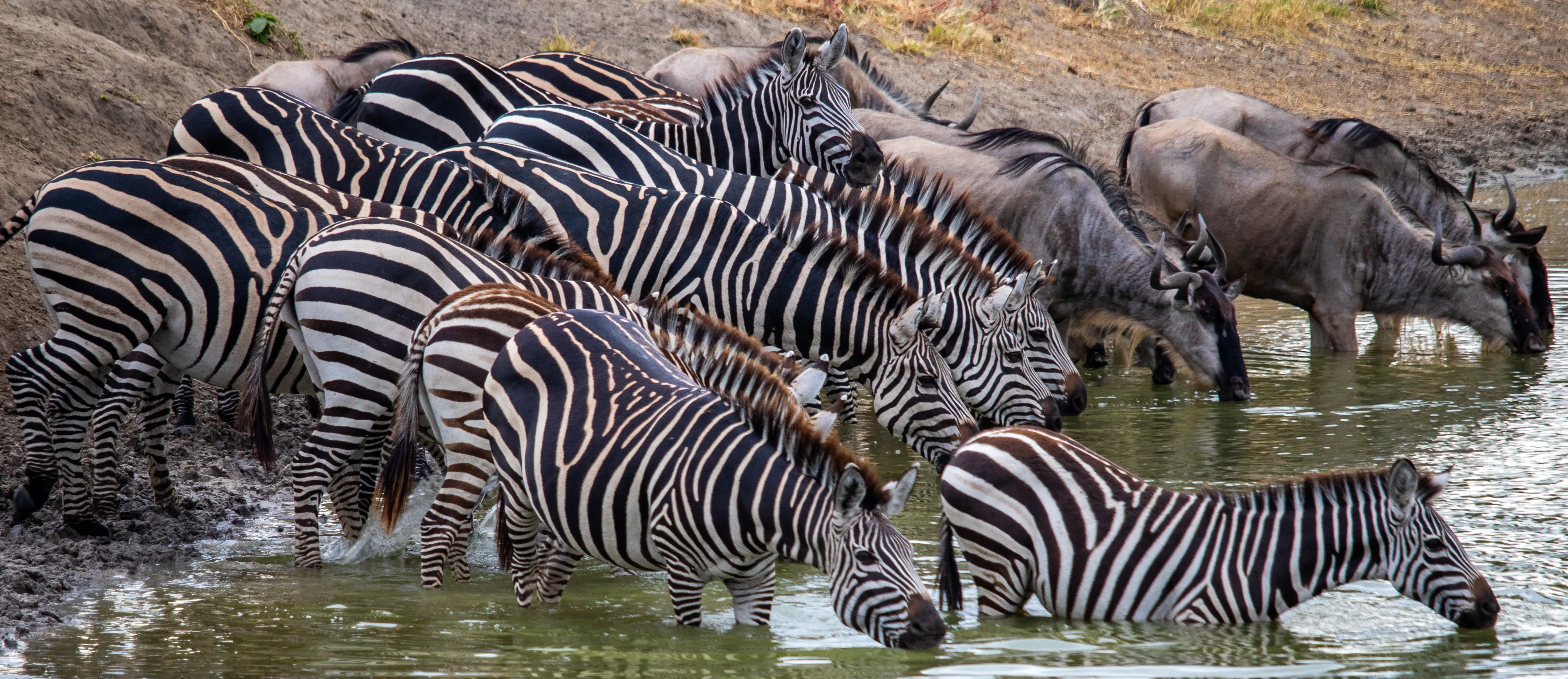 3-Day Serengeti & Ngorongoro Crater Safari Fly-In from Zanzibar