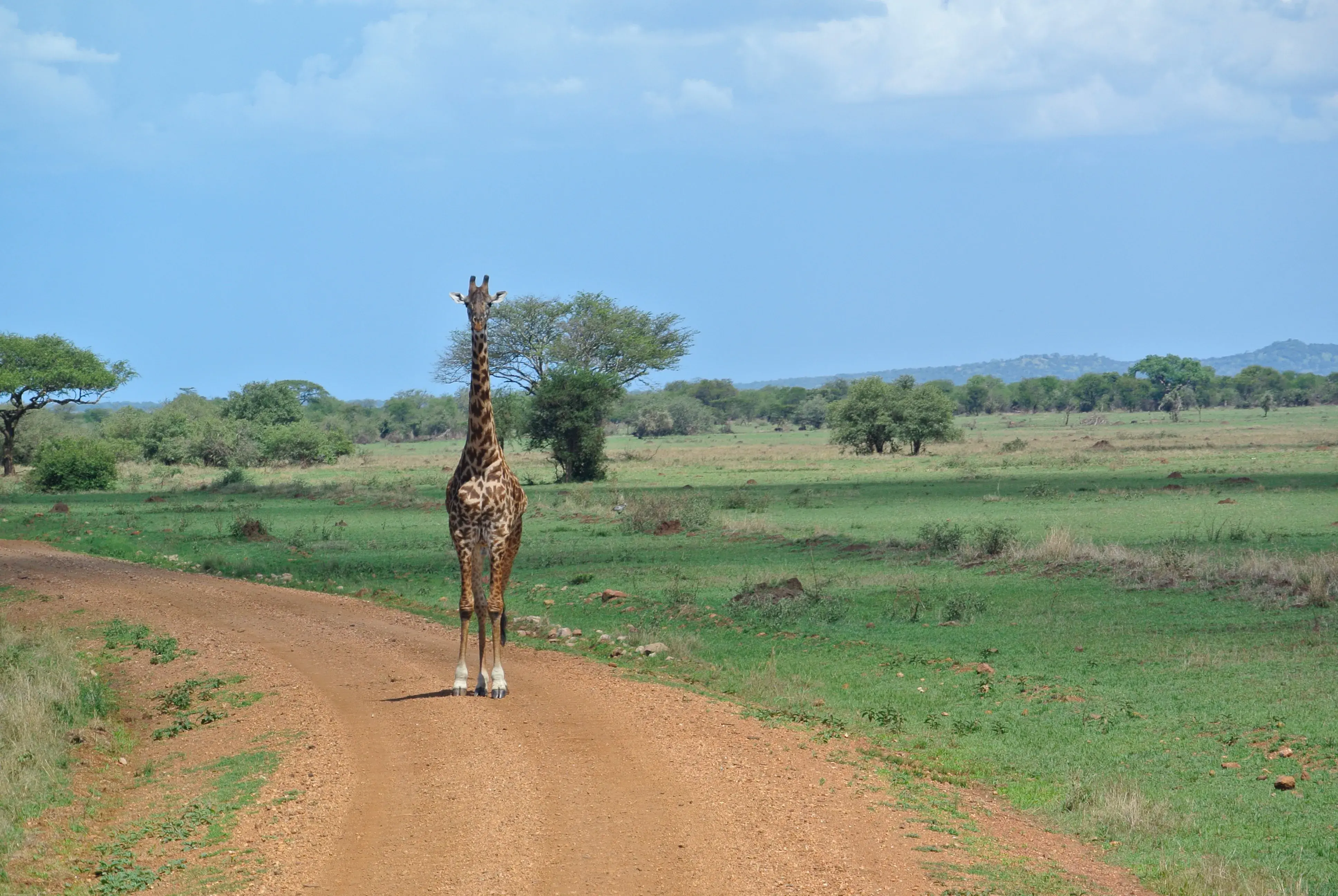 Family Safari Tours
