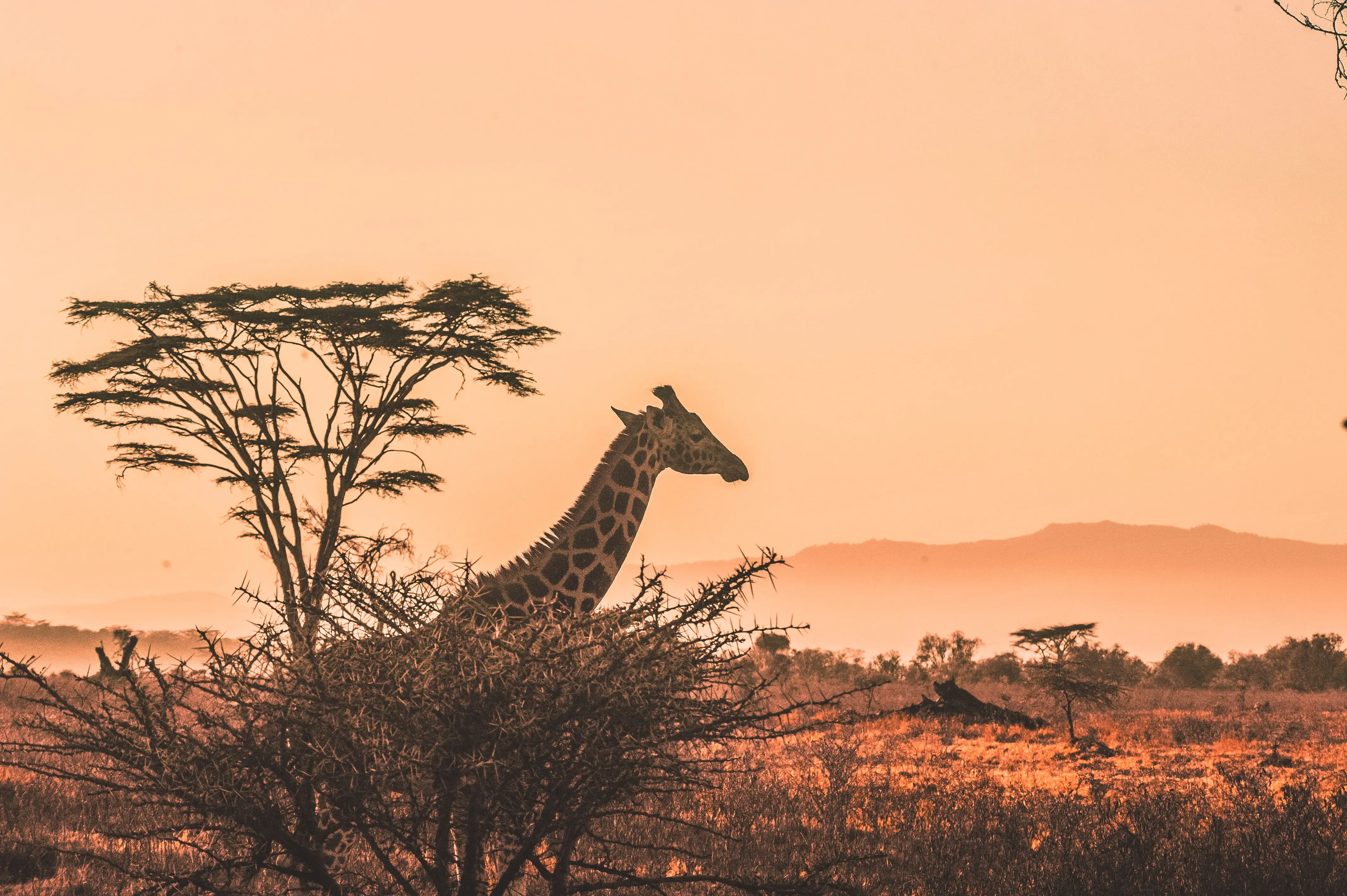 Honeymoon Safari Tours