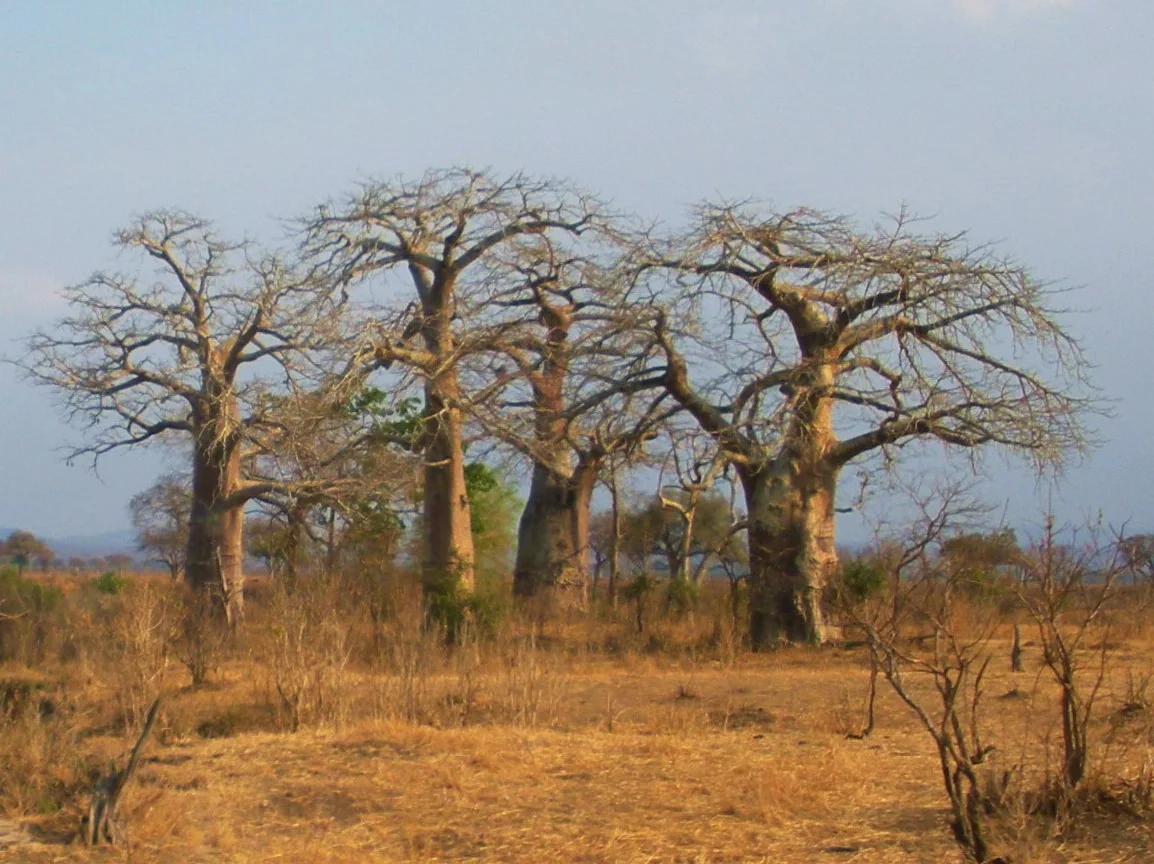 3-Day Mikumi & Udzungwa Safari from Dar es Salaam | Wildlife & Culture