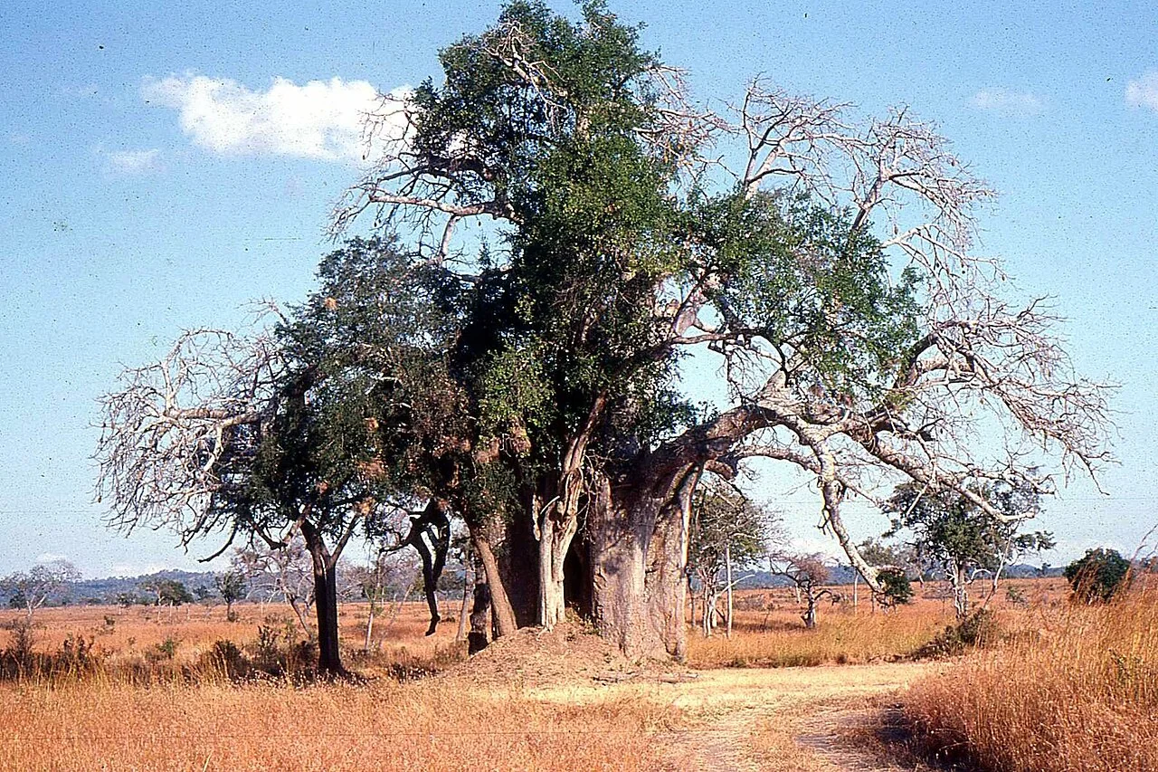4-Day Mikumi & Udzungwa Safari from Dar es Salaam