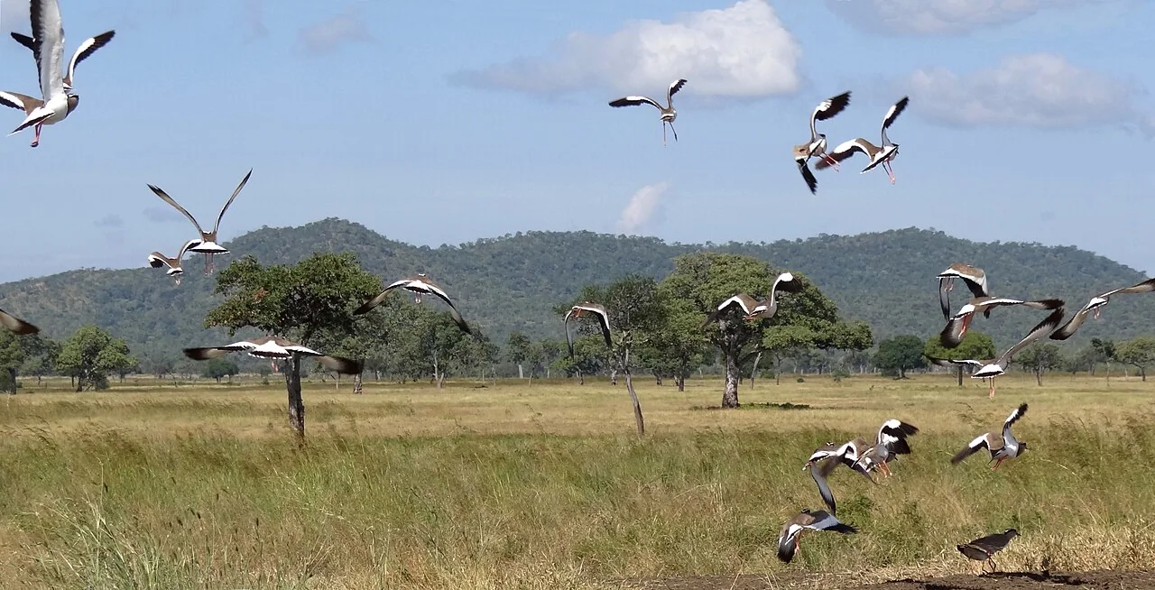 15-Day Southern Circuit Tanzania Safari Combo Experiences