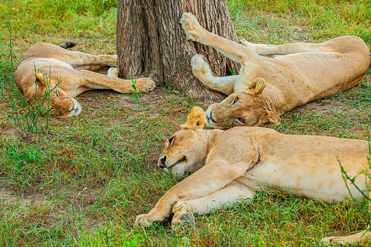 3-Day Mikumi National Park Safari from Dar es Salaam with Maasai Experience