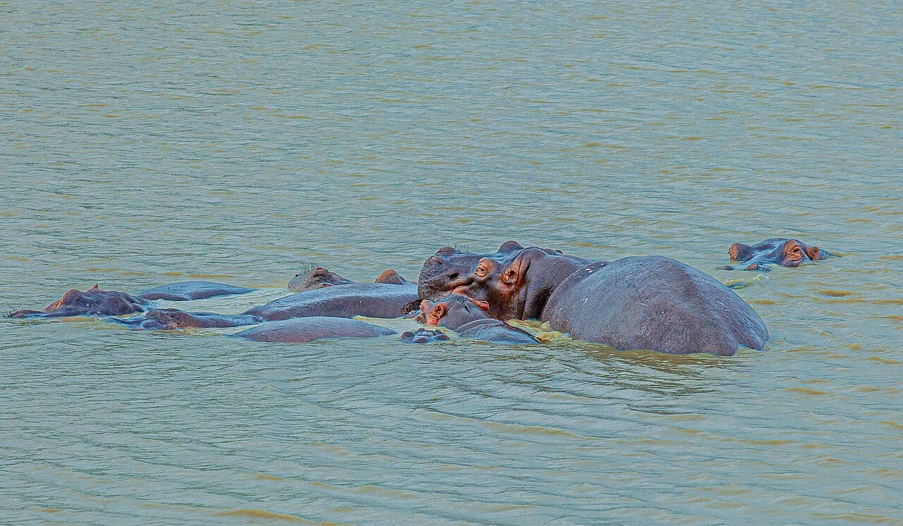 6 Days Mikumi and Udzungwa Safari Experience from Dar es Salaam