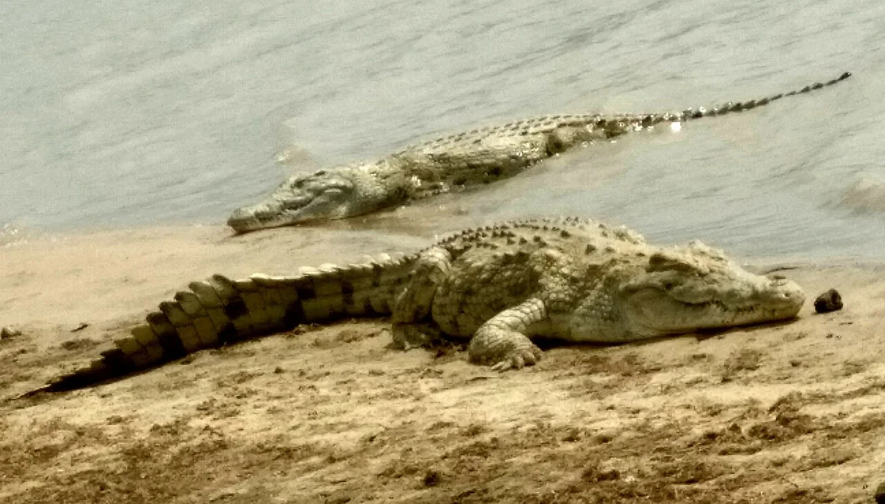 3-Day Nyerere National Park Safari from Dar es Salaam (Game Drive & Boat Safari)