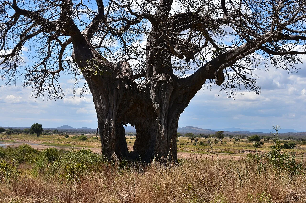 15-Day Grand Fly-In Tanzania Safari – Southern & Northern Circuit