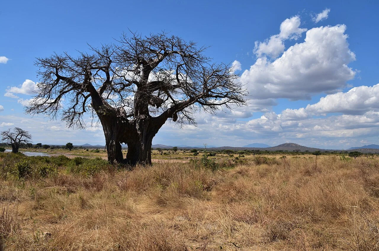 8 Day Best of Southern Tanzania Safari – Nyerere, Mikumi & Ruaha Parks