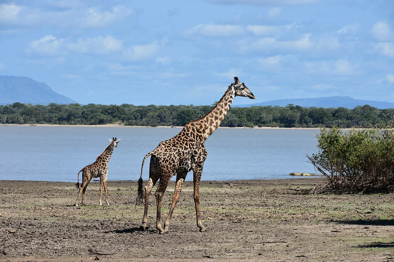 5-Day Nyerere National Park Safari from Zanzibar (Fly-in/Fly-out)