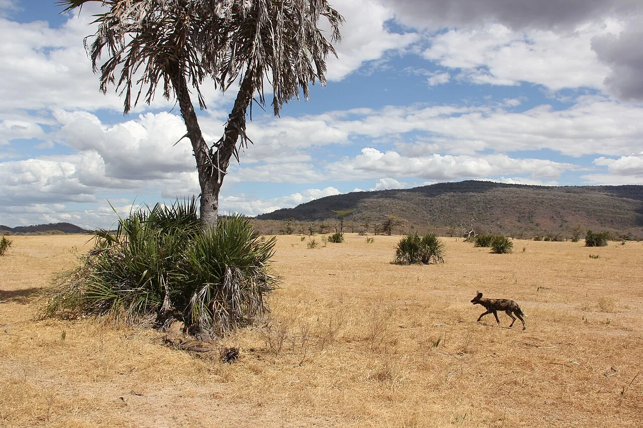 5-Day Dar es Salaam to Nyerere (Selous GR) + Night Game Drive