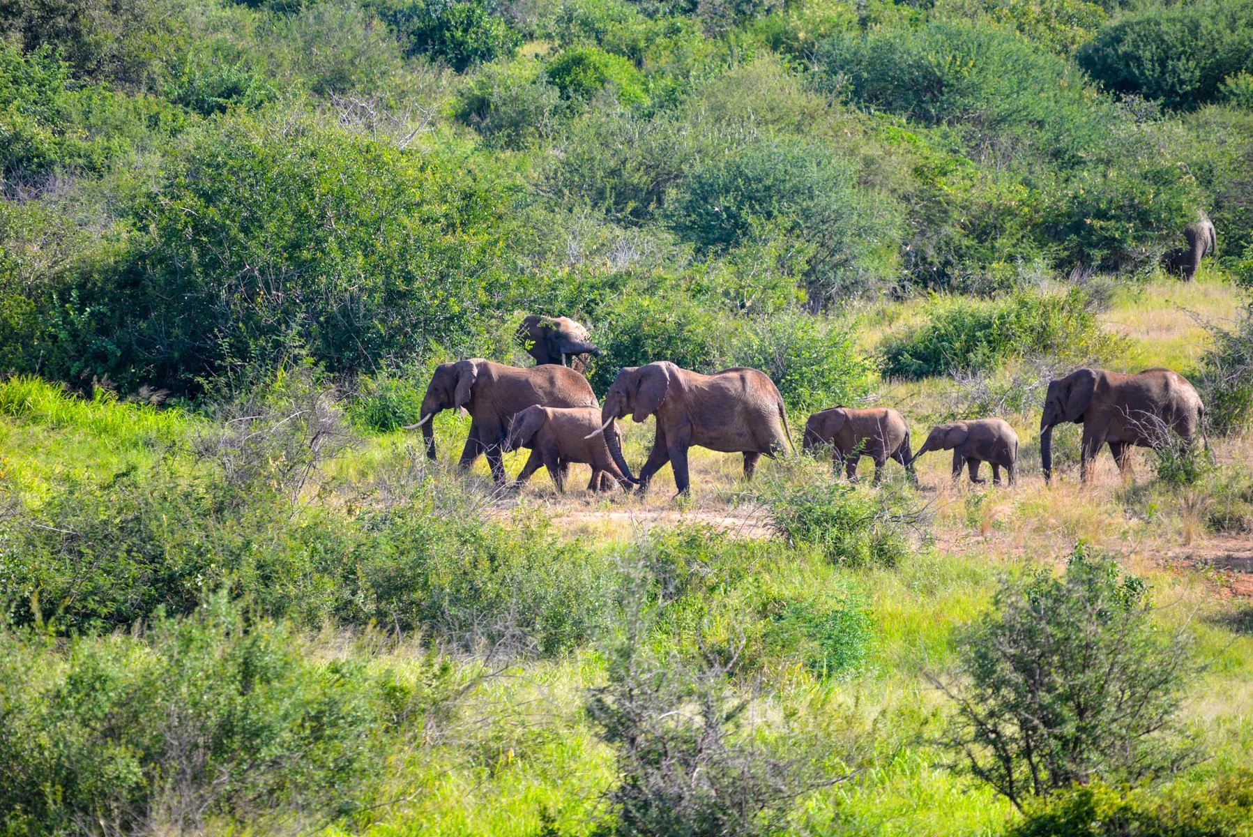 Tarangire National Park Day Trip