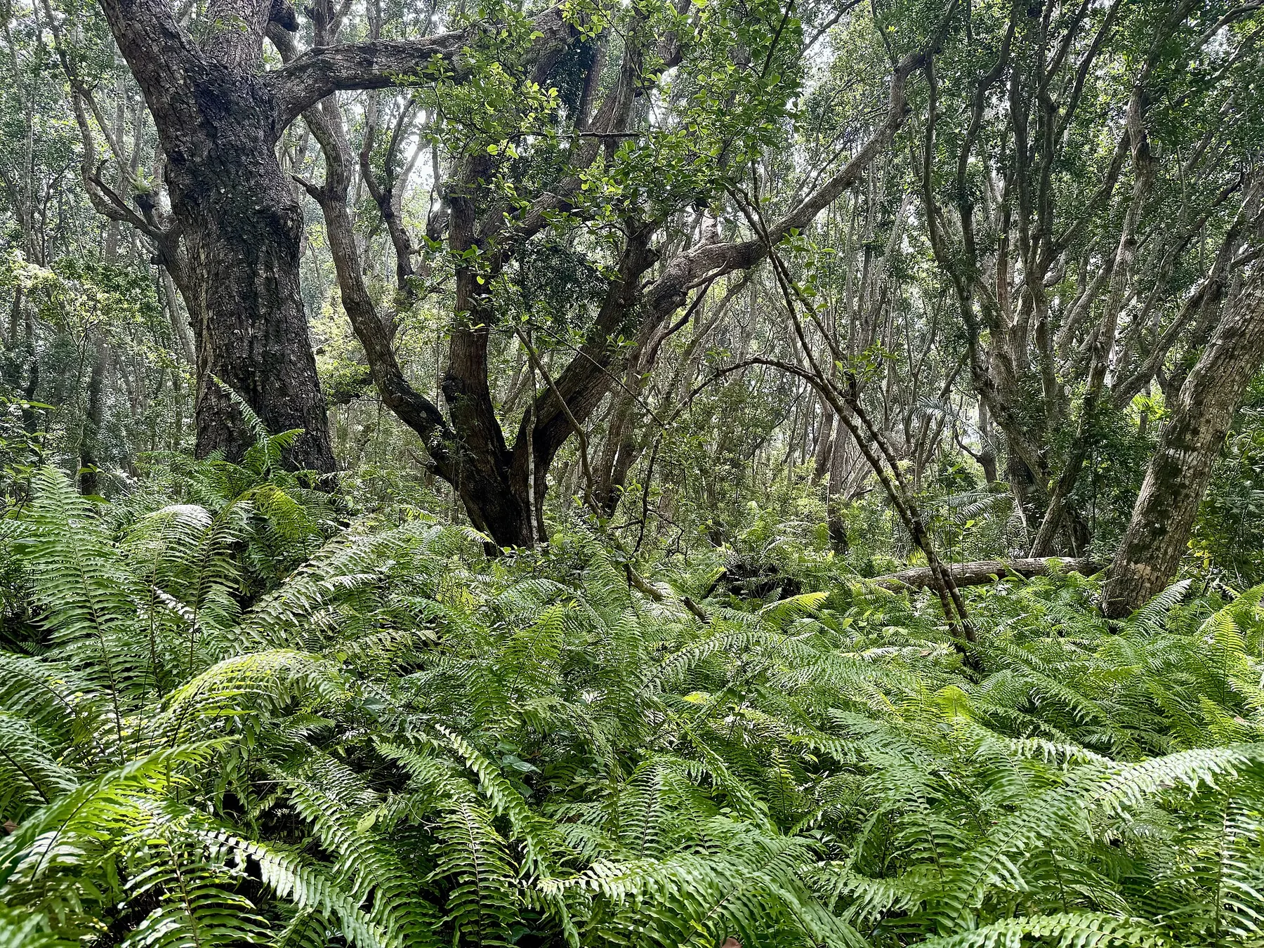 Forest vegetation in Jozani Forest Zanzibar