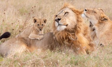 9-Day Northern Tanzania Classic Safari + Hot Air Balloon