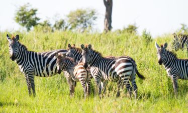 9-Day Tanzania Big Five Safari – Ultimate Wildlife & Game Drives