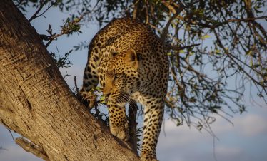 8-Day Tanzania Safari Adventure Northern Experience