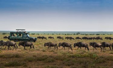 8-Day Wildebeest Calving Migration Adventure