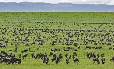 7-Day Ndutu Calving Migration Safari