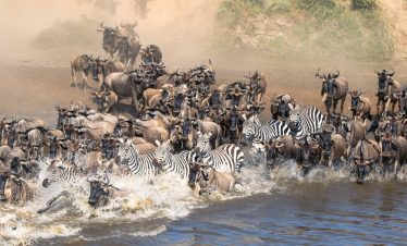 4-Day Safari Wildebeest Calving Season