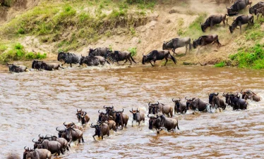 7-Day Serengeti Wildebeest Migration Luxury Safari to Nimali Lodges Experience