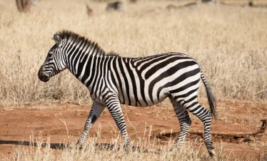 7-Day Serengeti Wildebeest Migration Honeymoon Luxury Fly-In Safari All-Inclusive