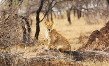 7-Day Signature Tanzania Luxury Safari