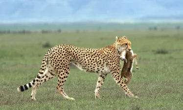 5-Day High-end Migration Safari Fly-in from Zanzibar to One Nature Lodges