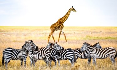 7-Day Serenity Safari Flamingo & Big Five Experience