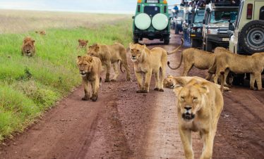 6-Day Big FiveTanzania Luxury Safari – Serengeti & Ngorongoro Crater