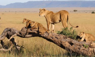 10-Day Ultimate Northern Tanzania Wild Experince + Hot Air Balloon