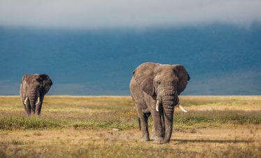 7-Day Mid-range Wildebeest Migration Family Safari in Tanzania Fly From Arusha