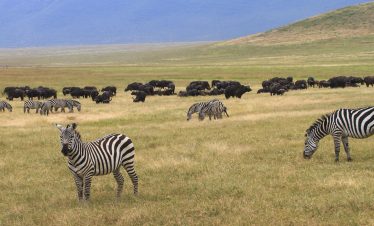 5-Day Ndutu Migration (Calving Season) Safari Experience