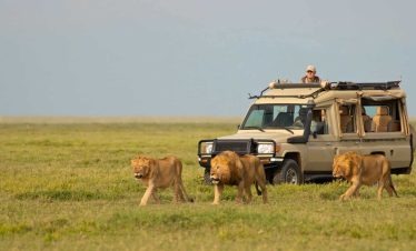 3-Day Classic Safari to Tarangire, Ngorongoro & Lake Manyara