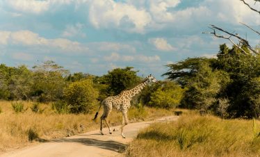 3-Day of Wildlife Adventure – Big Plains Safari (Ngorongoro & Serengeti)