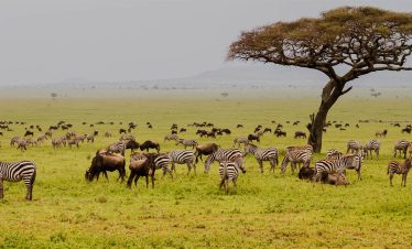7-Day of Romantic Wilderness Safari – Couple Experience