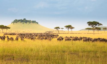 8-Day Wildebeest Migration Safari + Balloon Experience