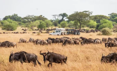 10-Day Great Wildebeest Migration Fly-in Midrange Safari & Hot Air Balloon