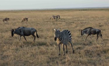 4-Day Ngorongoro Crater & Ndutu Super Safari