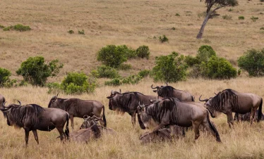 6 Days Ndutu Calving Migration Luxury Safari