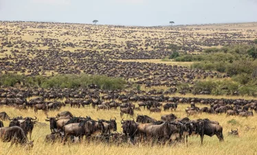 7 Days Ndutu Calving Migration Luxury Safari