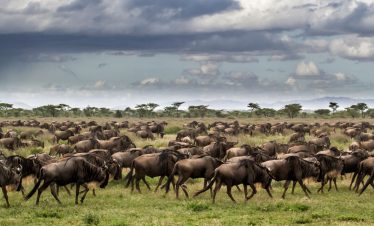 5-Day Great Wildebeest Migration Safari Fly from Arusha