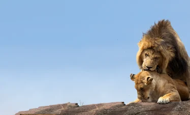 9-Day Premium Tanzania Wildlife & Big Five Safari to Elewana Lodges