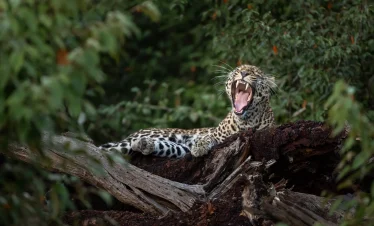 9-Day The Grand Tanzania Premium Safari – Lemala Lodges Experience