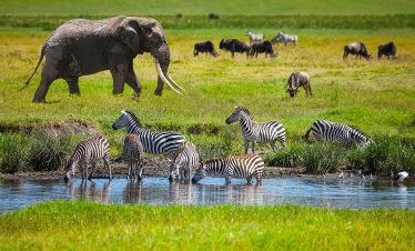 7-Day Premium Serengeti Honeymoon Safari to Four Seasons Lodge Fly-in