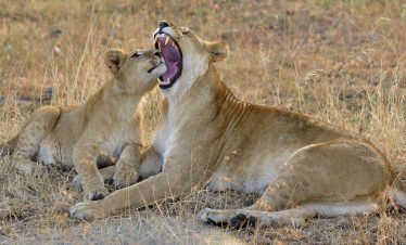 8-Day Tanzania Melia Lodges Fly-in Experience & Big Five Safari