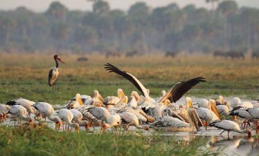 10-Day Luxury Fly-In Safari in Southern Circuit
