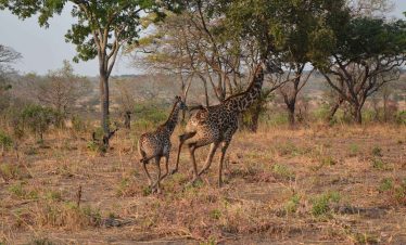 8 Day Best of Southern Tanzania Safari – Nyerere, Mikumi & Ruaha Parks