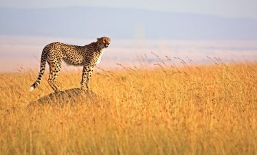 10-Day Great Migration & Big Five Safari Across Kenya and Tanzania