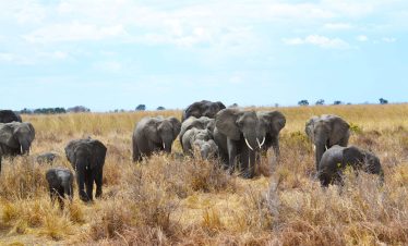 10-Day Southern Tanzania Safari Adventure