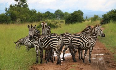 7-Day Wildlife Safari to Mikumi, Udzungwa & Nyerere