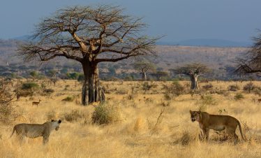 7 Day Photographic Safari to Nyerere & Ruaha Fly-In Experience