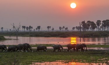 5-Day Nyerere National Park Safari from Zanzibar (Fly-in/Fly-out)